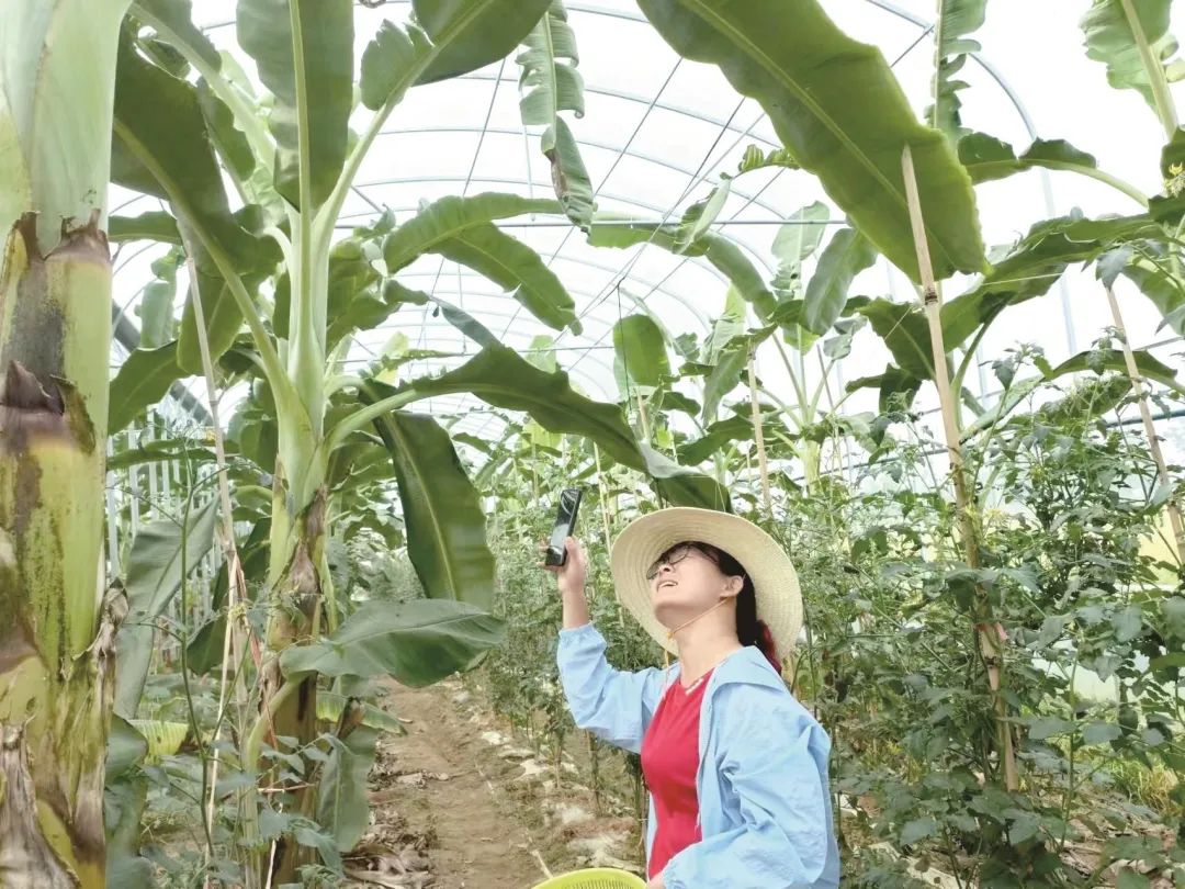 种白芨能赚钱吗_种植白芨前景_致富经种白芨