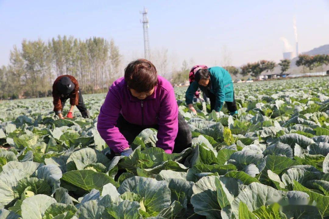 小小包菜熟 宽了富裕路