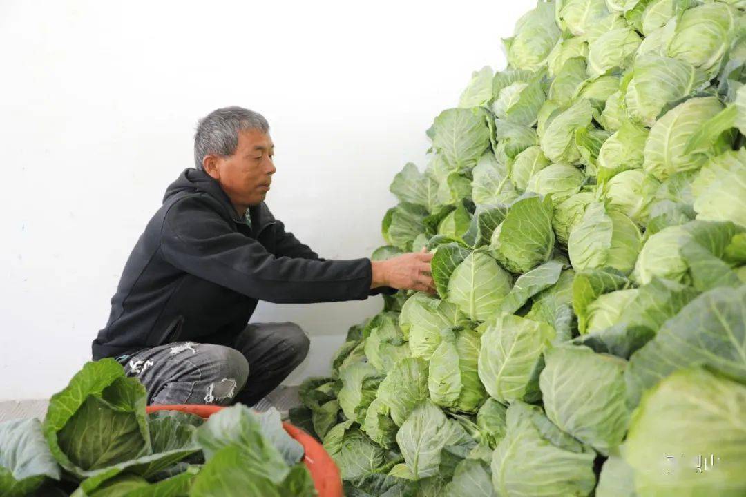 怎样种植甘蓝包菜_致富种植甘蓝包菜怎么样_种植包菜甘蓝致富