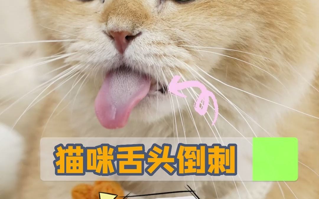 猫豆的功效(猫豆：美容养颜、增强免疫力的好选择)