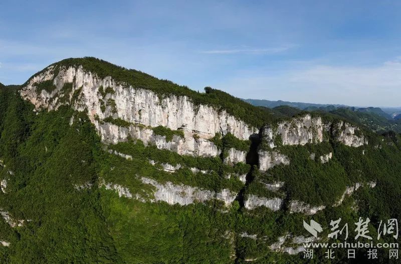 恩施魔芋种子联系电话_致富种植恩施魔芋视频_恩施魔芋种植致富