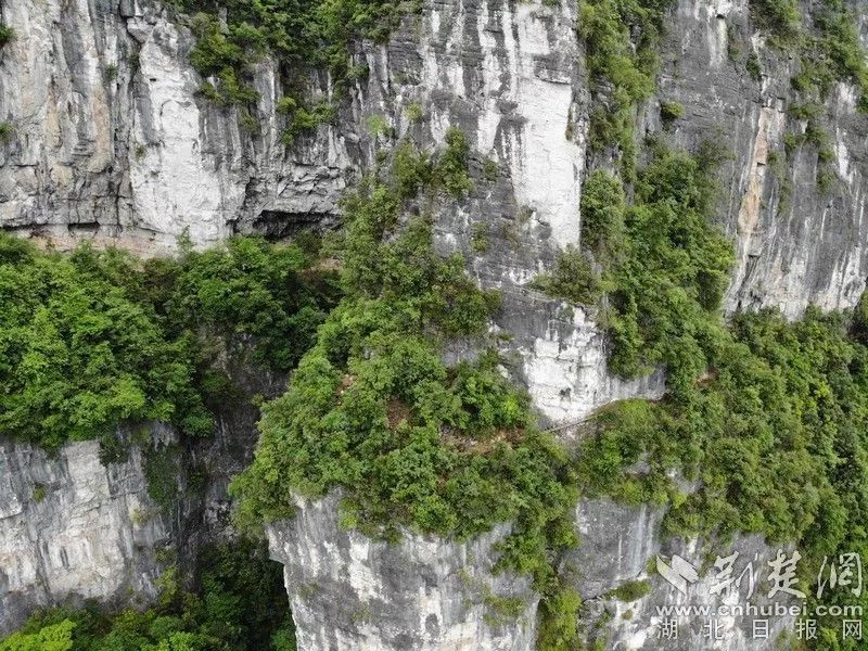 恩施魔芋种子联系电话_致富种植恩施魔芋视频_恩施魔芋种植致富