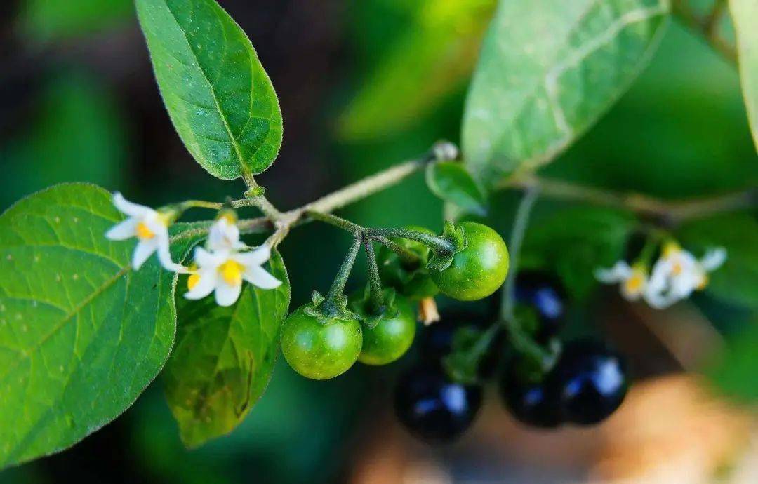 杠豆种植方法_杠豆的种植技术视频_杠豆种子