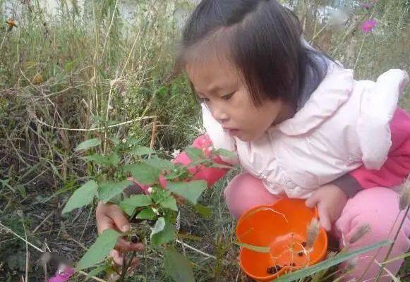 杠豆的种植技术视频_杠豆种子_杠豆种植方法