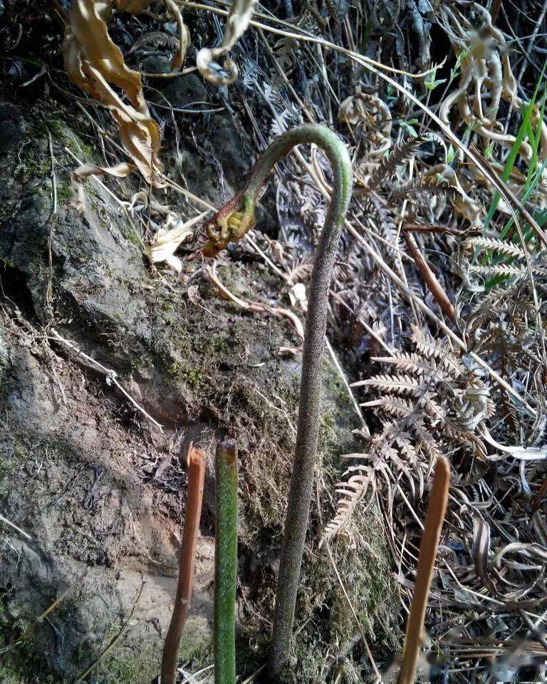 杠豆的种植技术视频_杠豆种植方法_杠豆种子