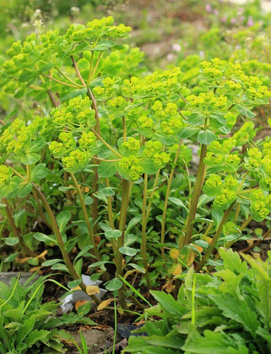 杠豆种植方法_杠豆的种植技术视频_杠豆种子