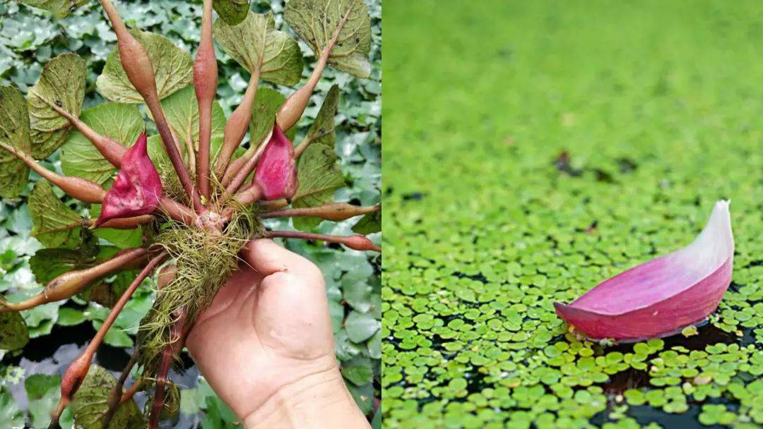 杠豆种子_杠豆种植方法_杠豆的种植技术视频