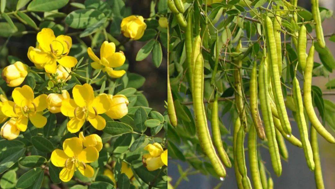 杠豆种子_杠豆种植方法_杠豆的种植技术视频