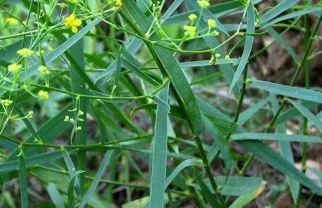 杠豆种植方法_杠豆的种植技术视频_杠豆种子