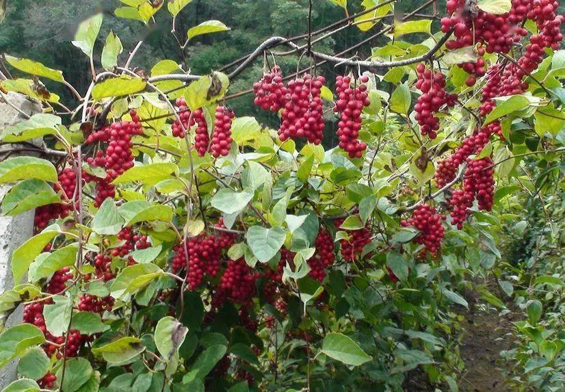 杠豆的种植技术视频_杠豆种子_杠豆种植方法