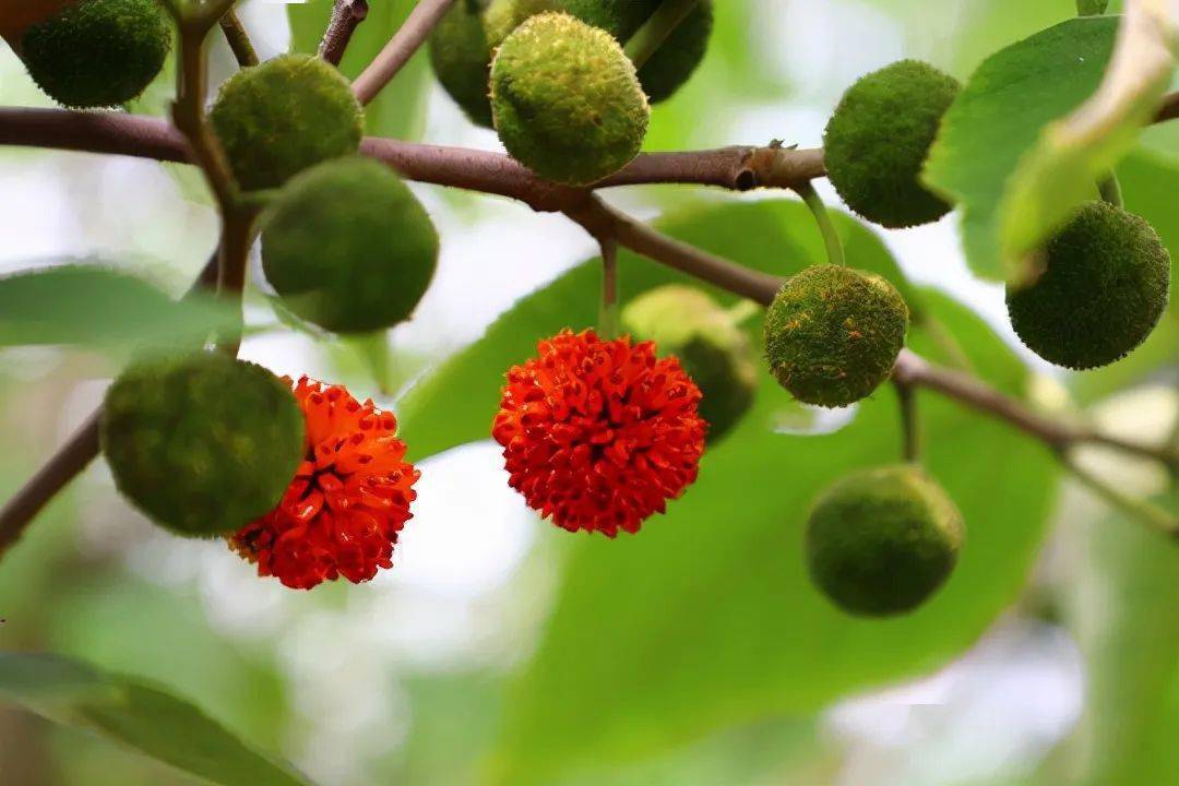 杠豆的种植技术视频_杠豆种植方法_杠豆种子