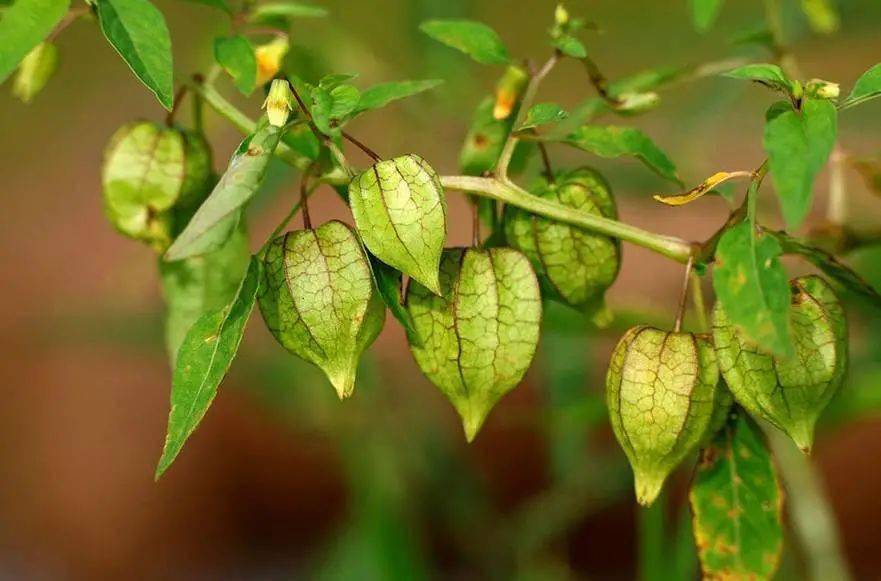 杠豆的种植技术视频_杠豆种植方法_杠豆种子