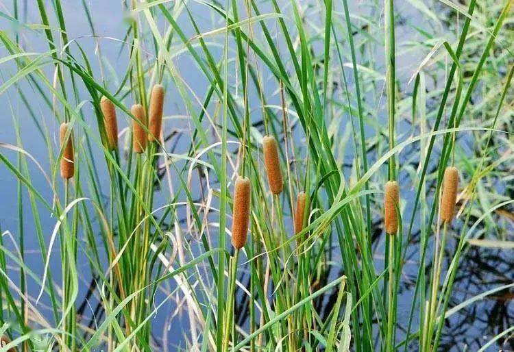 杠豆种植方法_杠豆种子_杠豆的种植技术视频