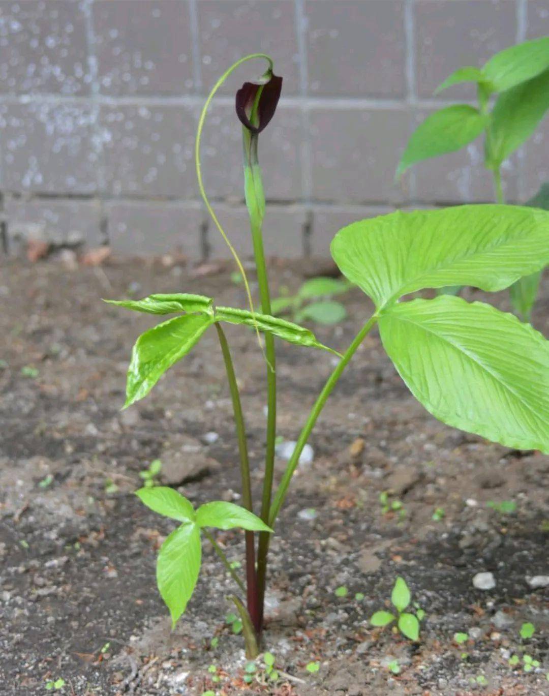 杠豆种子_杠豆的种植技术视频_杠豆种植方法