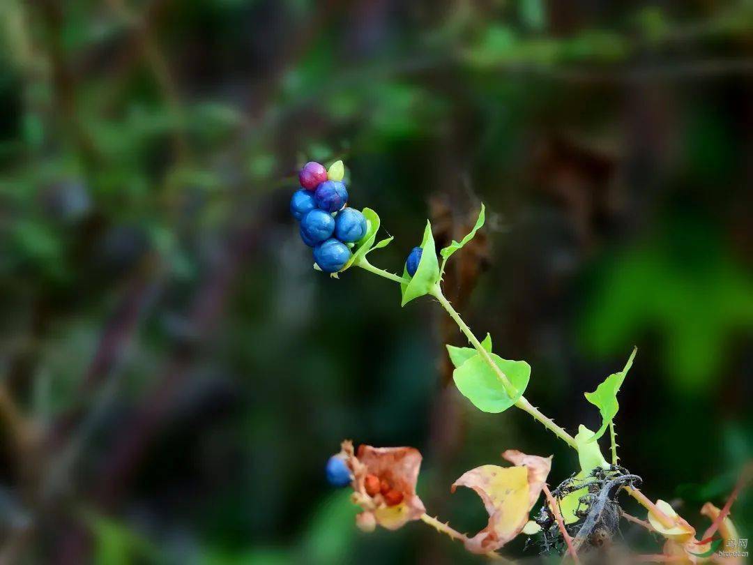 杠豆的种植技术视频_杠豆种子_杠豆种植方法