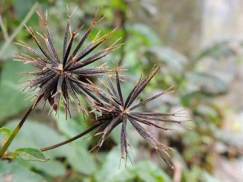 杠豆种植方法_杠豆的种植技术视频_杠豆种子