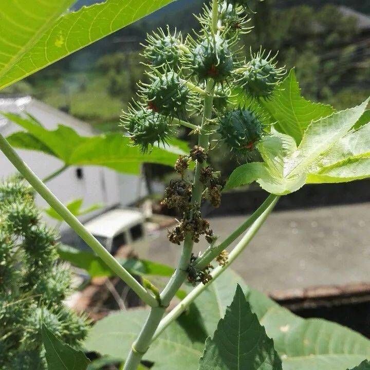 杠豆种植方法_杠豆的种植技术视频_杠豆种子