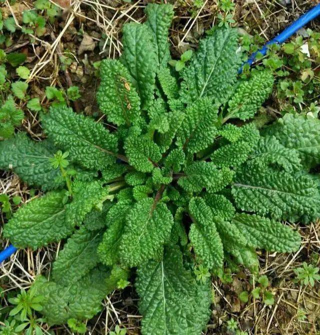 杠豆种子_杠豆的种植技术视频_杠豆种植方法