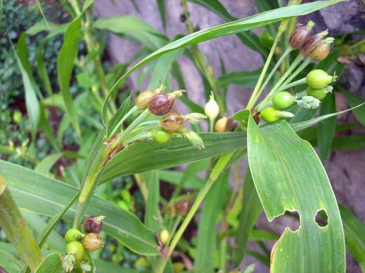 杠豆种子_杠豆的种植技术视频_杠豆种植方法