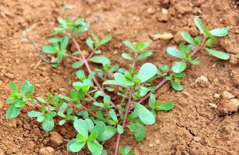 杠豆的种植技术视频_杠豆种植方法_杠豆种子