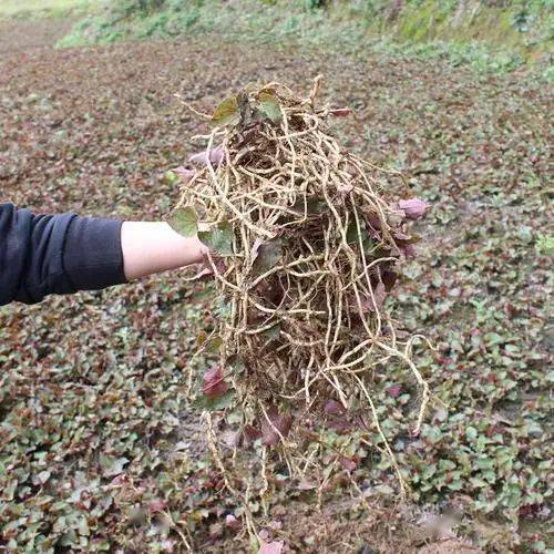 杠豆种植方法_杠豆种子_杠豆的种植技术视频