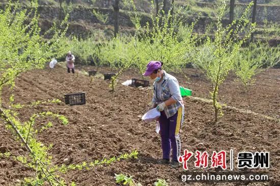 魔芋种植致富故事_致富种植魔芋故事简介_致富种植魔芋故事内容