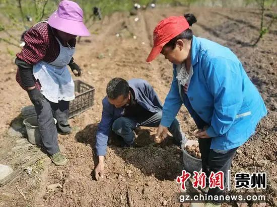 致富种植魔芋故事简介_致富种植魔芋故事内容_魔芋种植致富故事