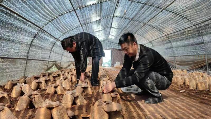 麟游：灵芝试种成功 闯出致富新路子