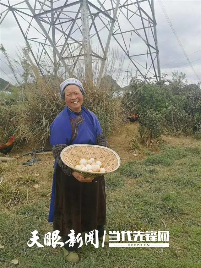 金鸡养殖技术视频_视频养殖金鸡技术大全_视频养殖金鸡技术教程