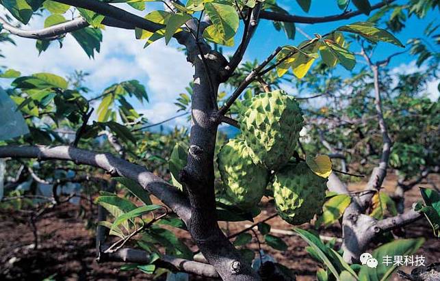 湖南释迦果种植技术_在湖南适合种释迦吗_海南释迦果亩产多少斤