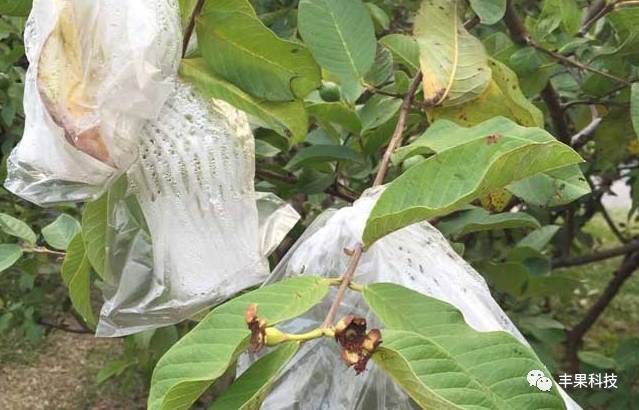 在湖南适合种释迦吗_海南释迦果亩产多少斤_湖南释迦果种植技术