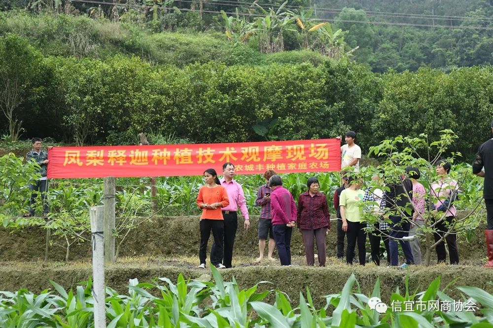 池洞镇浦垌村举行释迦果种植技术观摩 助推乡村振兴