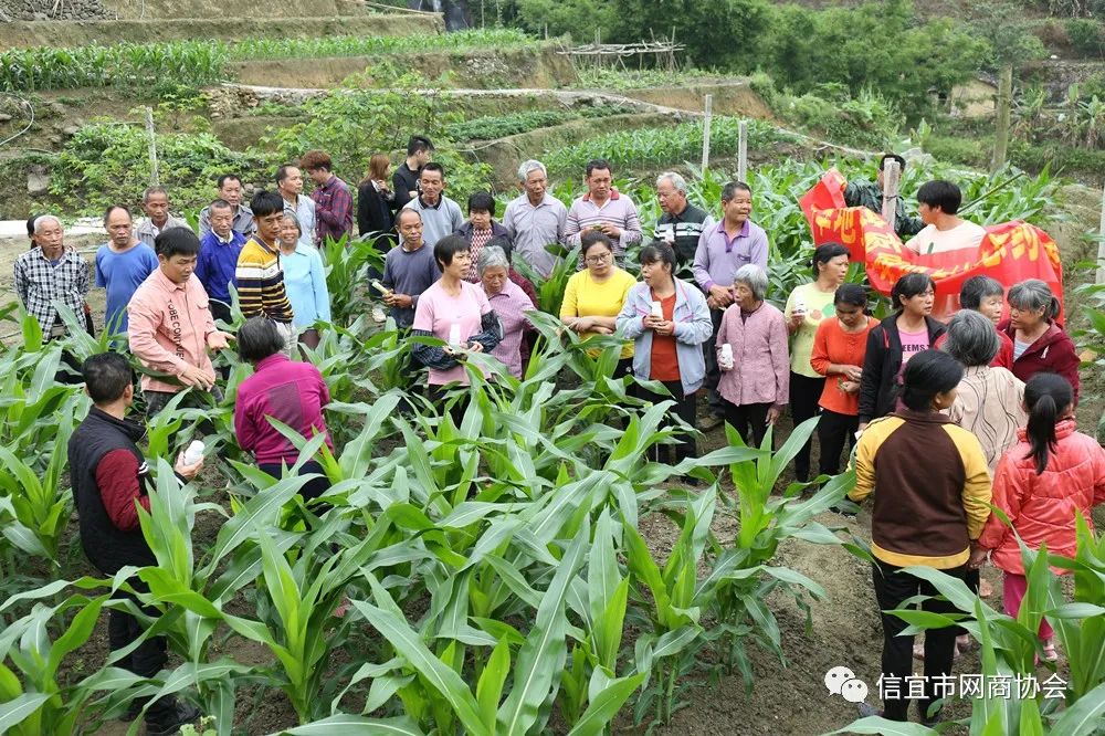 湖南释迦果种植技术_云南种释迦果的基地在哪里啊_湖南能种释迦果树吗