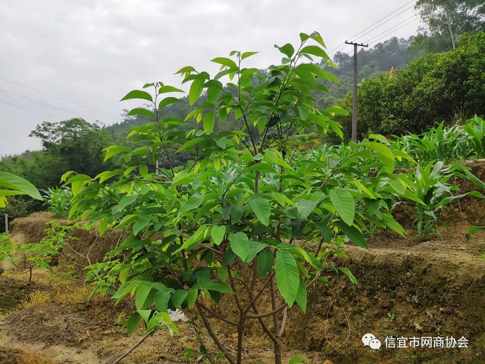 云南种释迦果的基地在哪里啊_湖南能种释迦果树吗_湖南释迦果种植技术