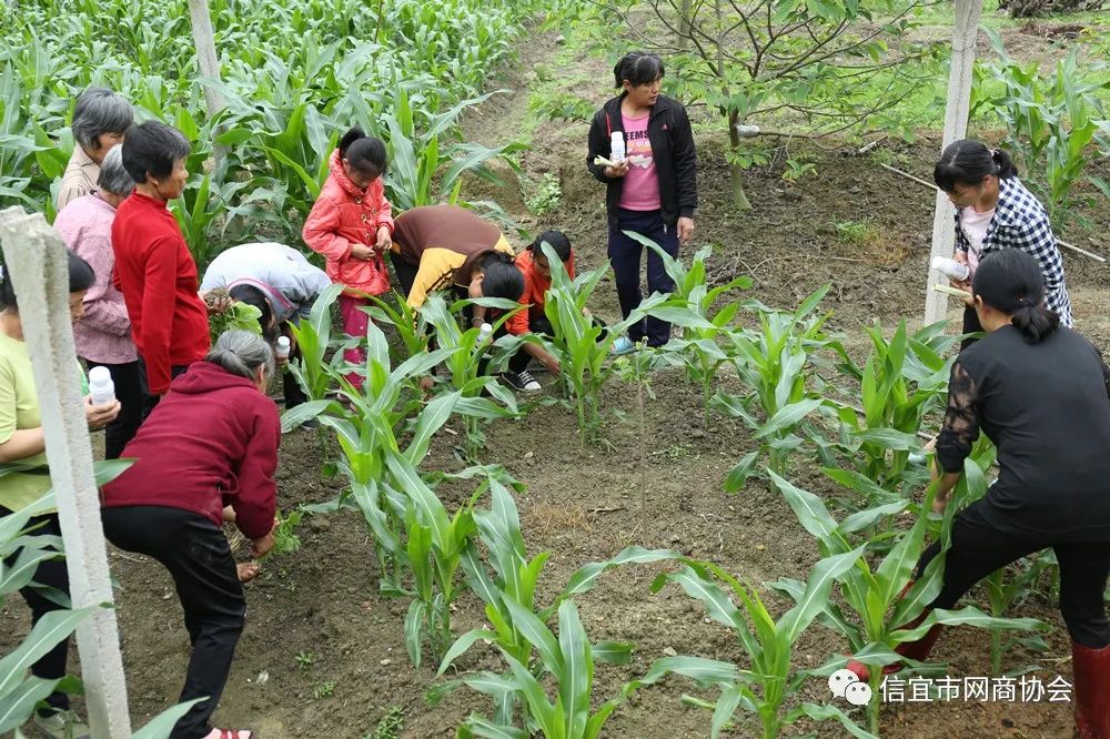 湖南释迦果种植技术_湖南能种释迦果树吗_云南种释迦果的基地在哪里啊