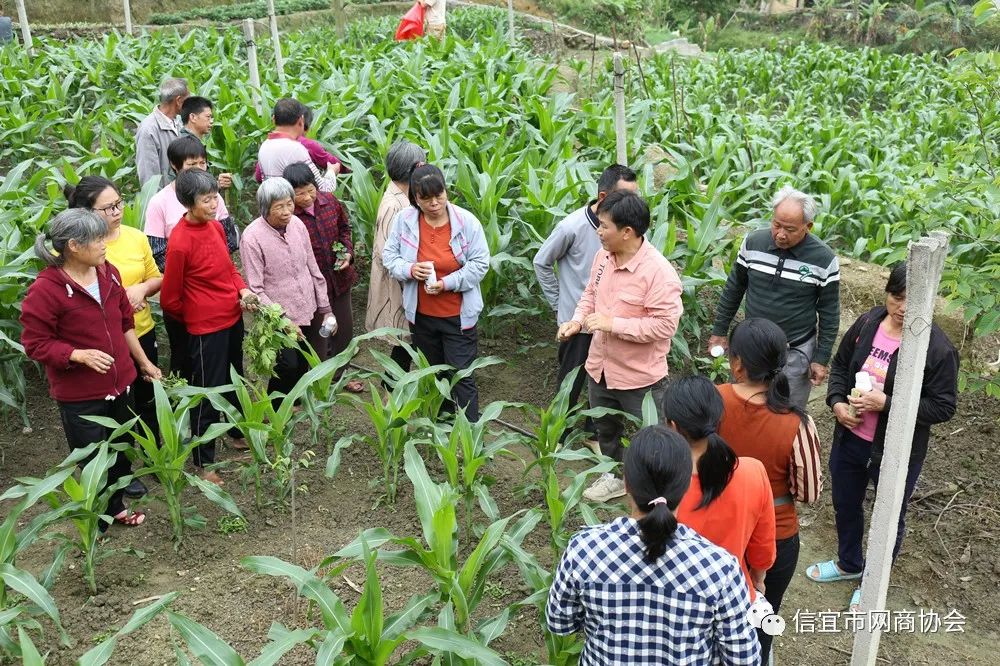 湖南能种释迦果树吗_云南种释迦果的基地在哪里啊_湖南释迦果种植技术