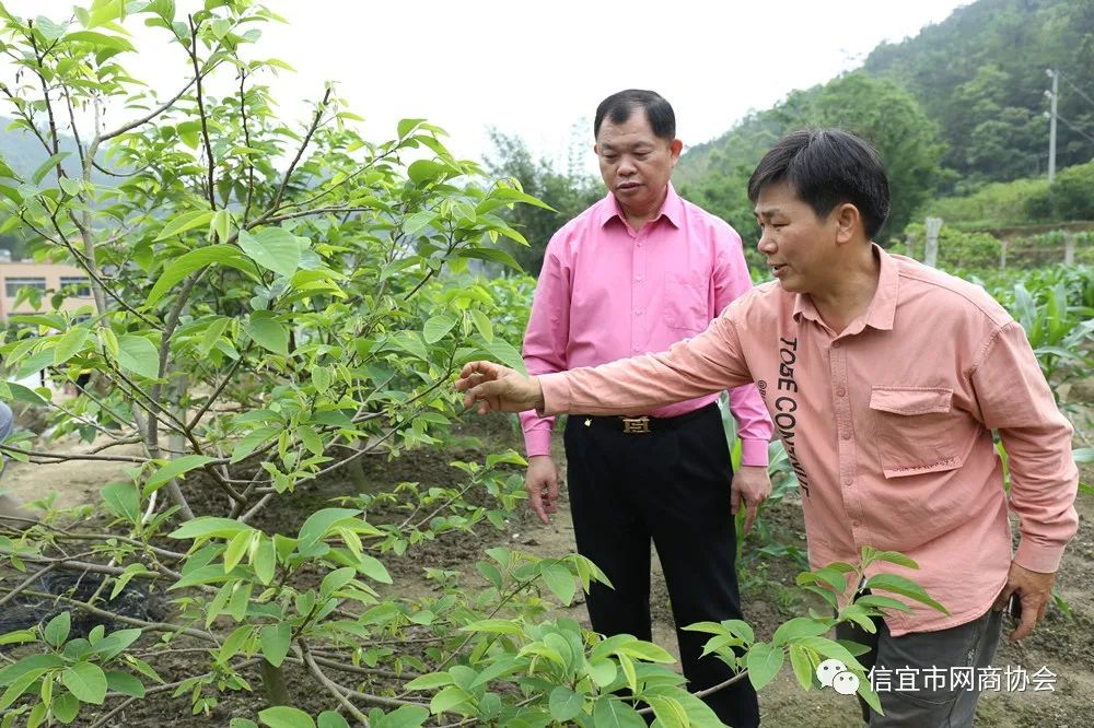 云南种释迦果的基地在哪里啊_湖南释迦果种植技术_湖南能种释迦果树吗