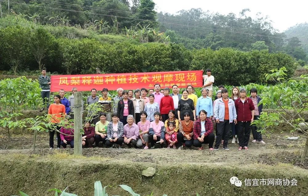 湖南能种释迦果树吗_云南种释迦果的基地在哪里啊_湖南释迦果种植技术