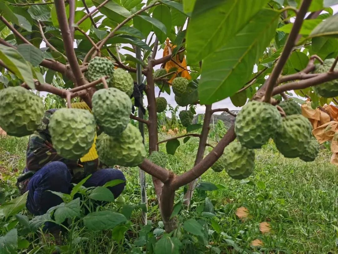 湖南释迦果种植技术_在湖南适合种释迦吗_云南种释迦果的基地在哪里啊