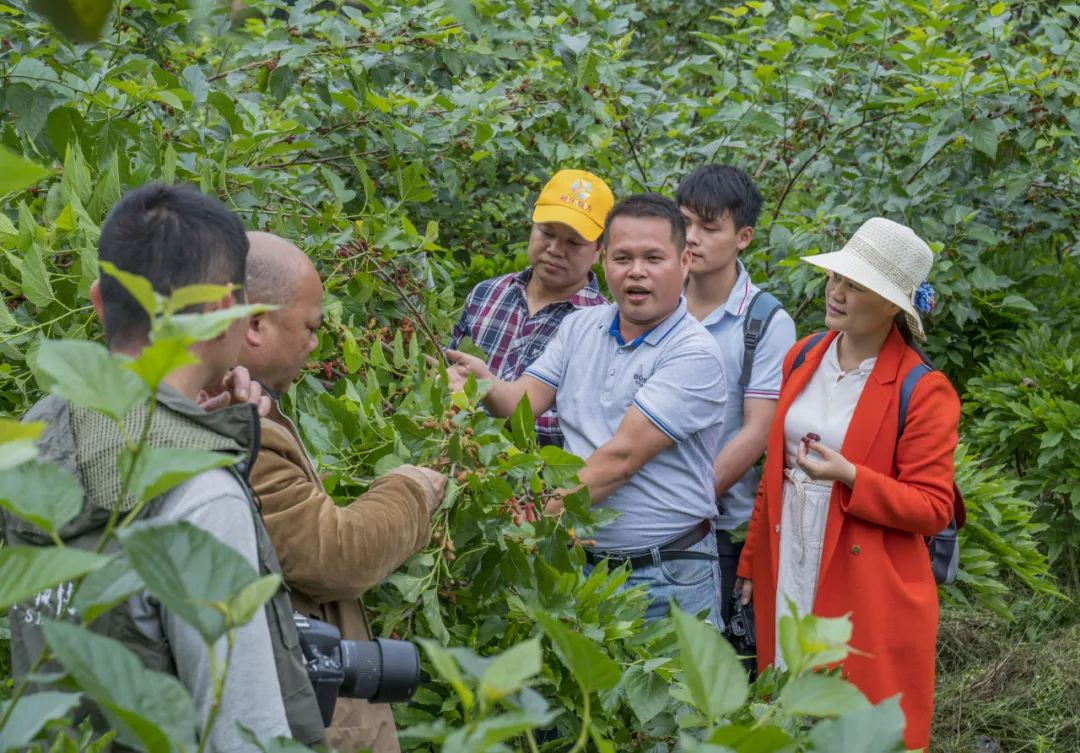 云南种释迦果的基地在哪里啊_在湖南适合种释迦吗_湖南释迦果种植技术