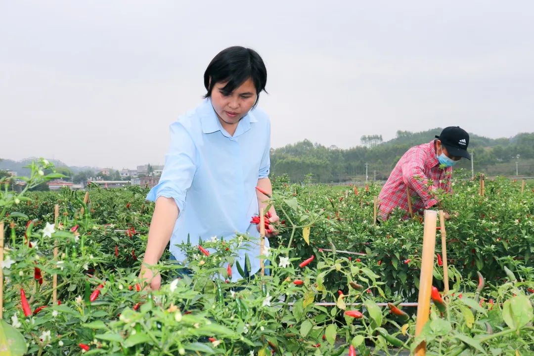 云南种释迦果的基地在哪里啊_湖南释迦果种植技术_在湖南适合种释迦吗