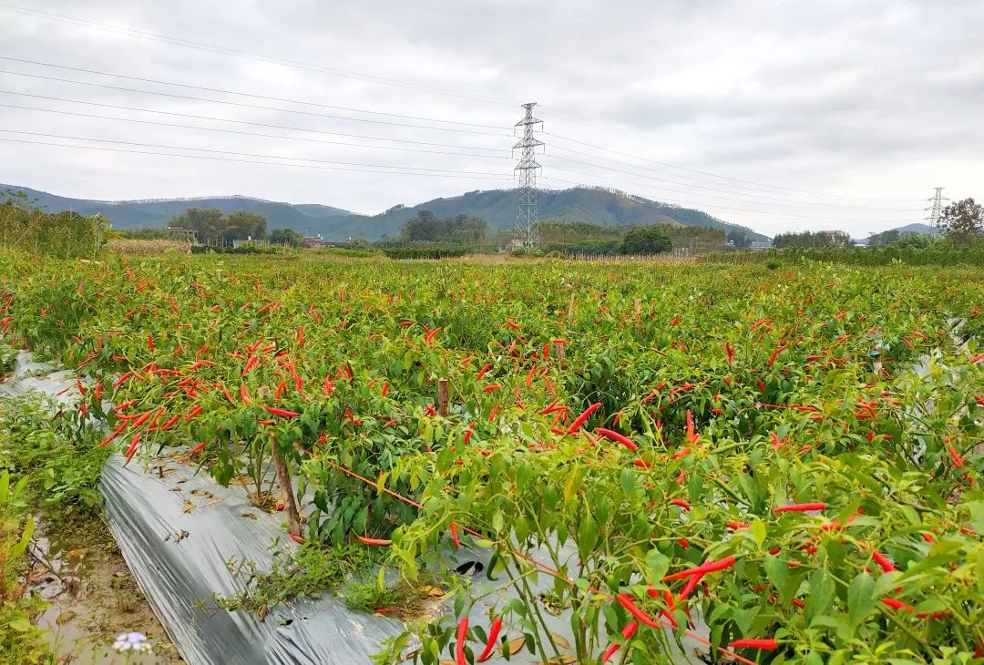 云南种释迦果的基地在哪里啊_在湖南适合种释迦吗_湖南释迦果种植技术