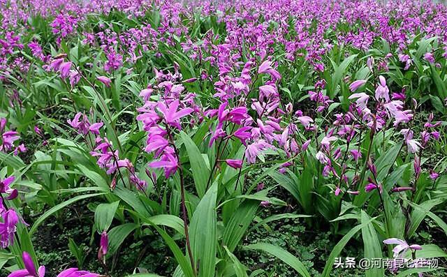 栽培种植技术白芨视频_白芨的栽培种植技术_白芨的种植和栽培