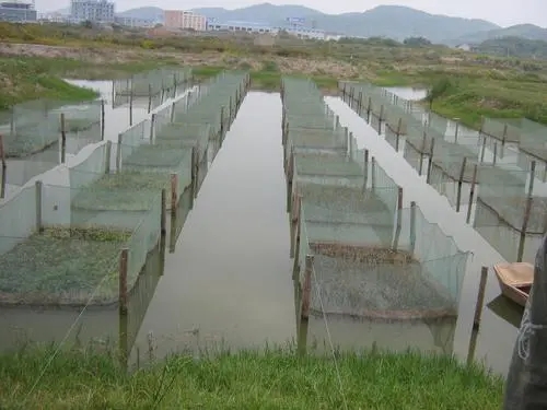 泥鳅池塘网箱养殖技术