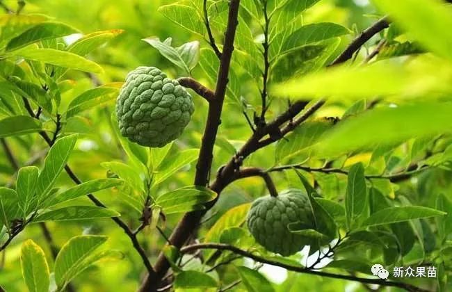 释迦种植视频_海南释迦果亩产多少斤_湖南释迦果种植技术