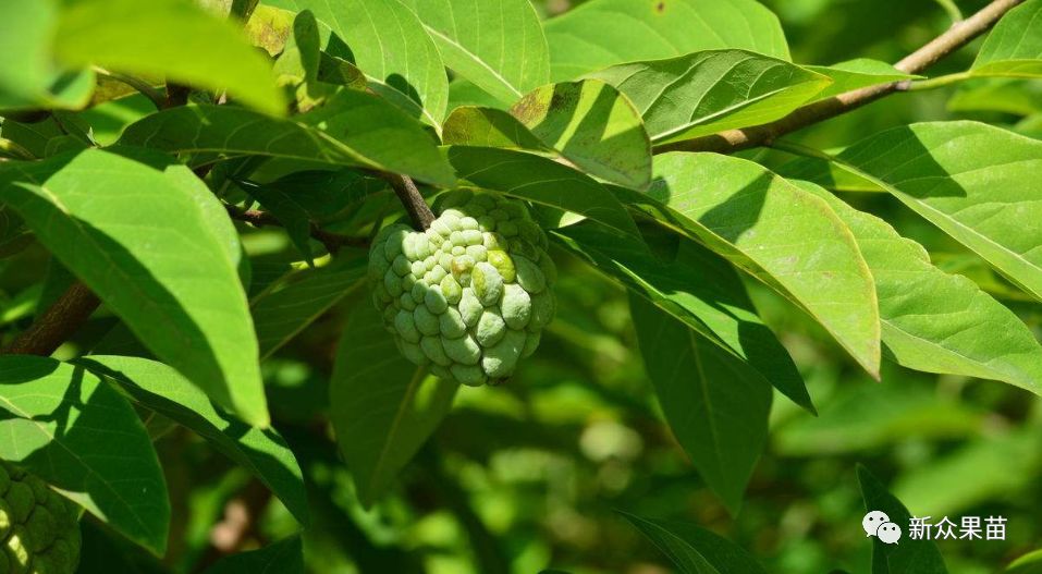 湖南释迦果种植技术_海南释迦果亩产多少斤_释迦种植视频