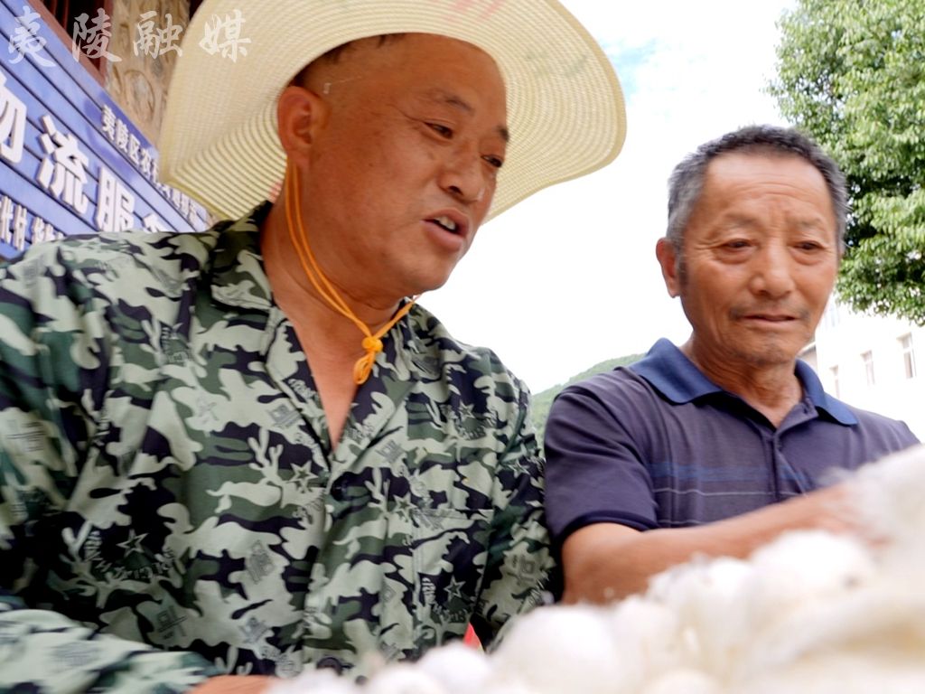 养殖桑蚕市场前景_陕西桑蚕养殖致富_桑蚕养殖场