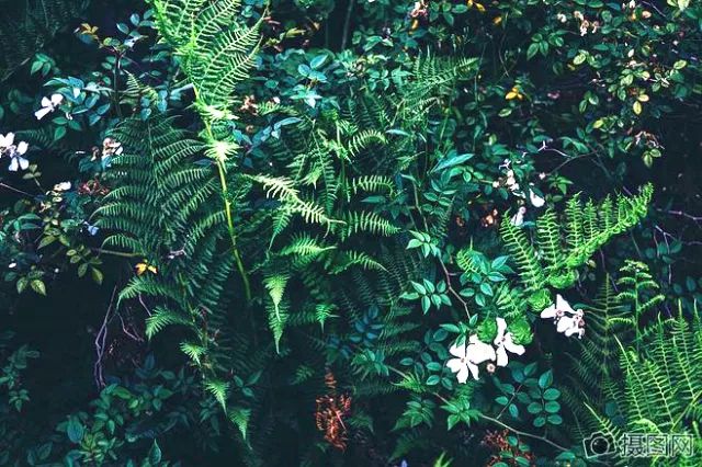 《植物是如何工作的》| 从自然深处而来，带孩子探索前所未知的植物世界~