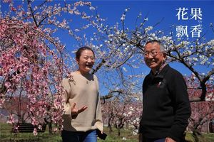 日本八旬老人的致富经：人家种桃，他种花，却卖出了最贵的桃价格