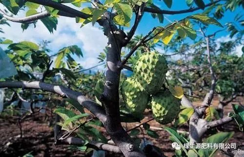 湖南释迦果种植技术_湖南能种释迦果树吗_海南释迦果亩产多少斤